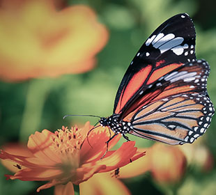 服务器攻击软件