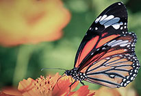 网站攻击软件工具